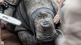 Nashorn in Afrika ohne Horn