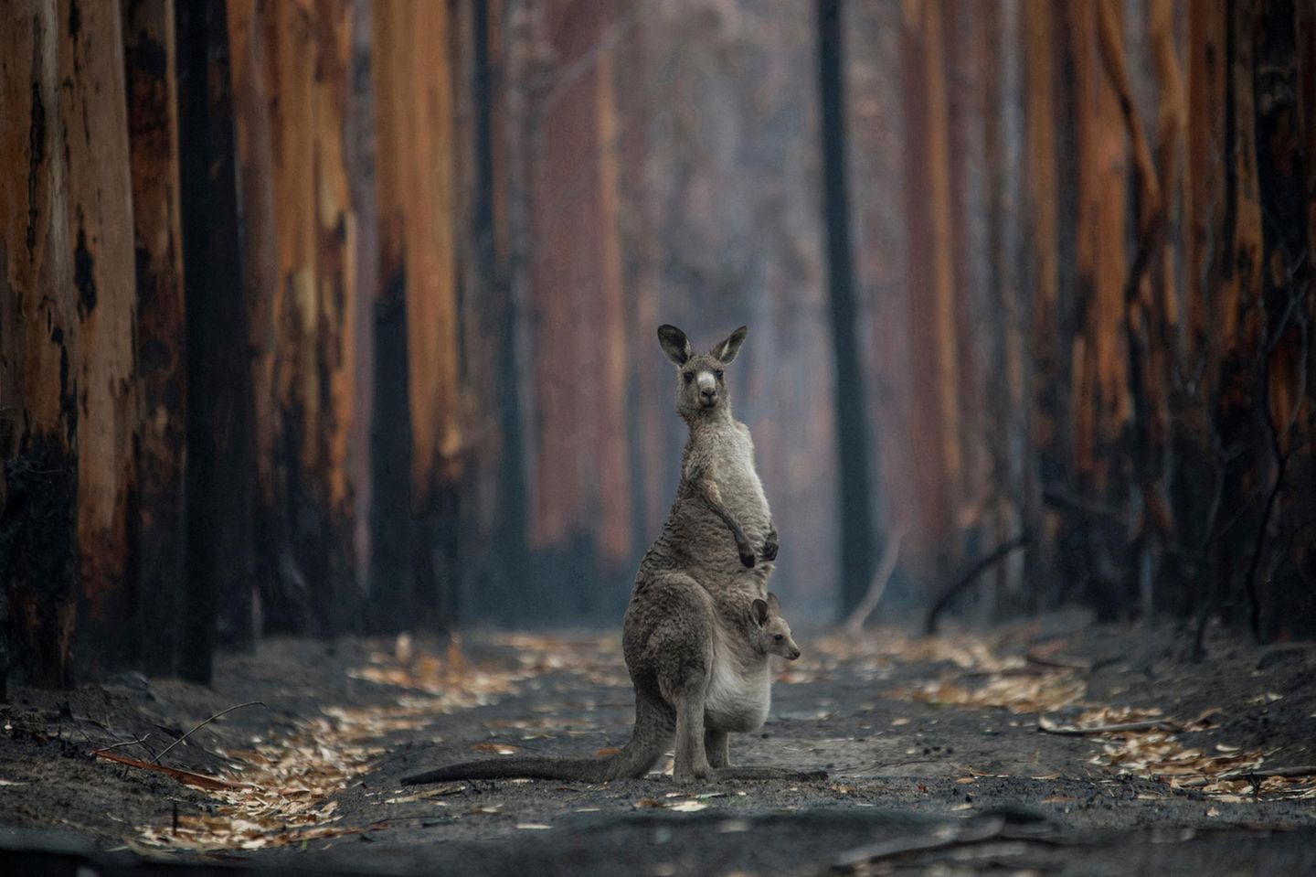 Känguru im abgebrannten Wald