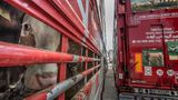 Kuh im Truck