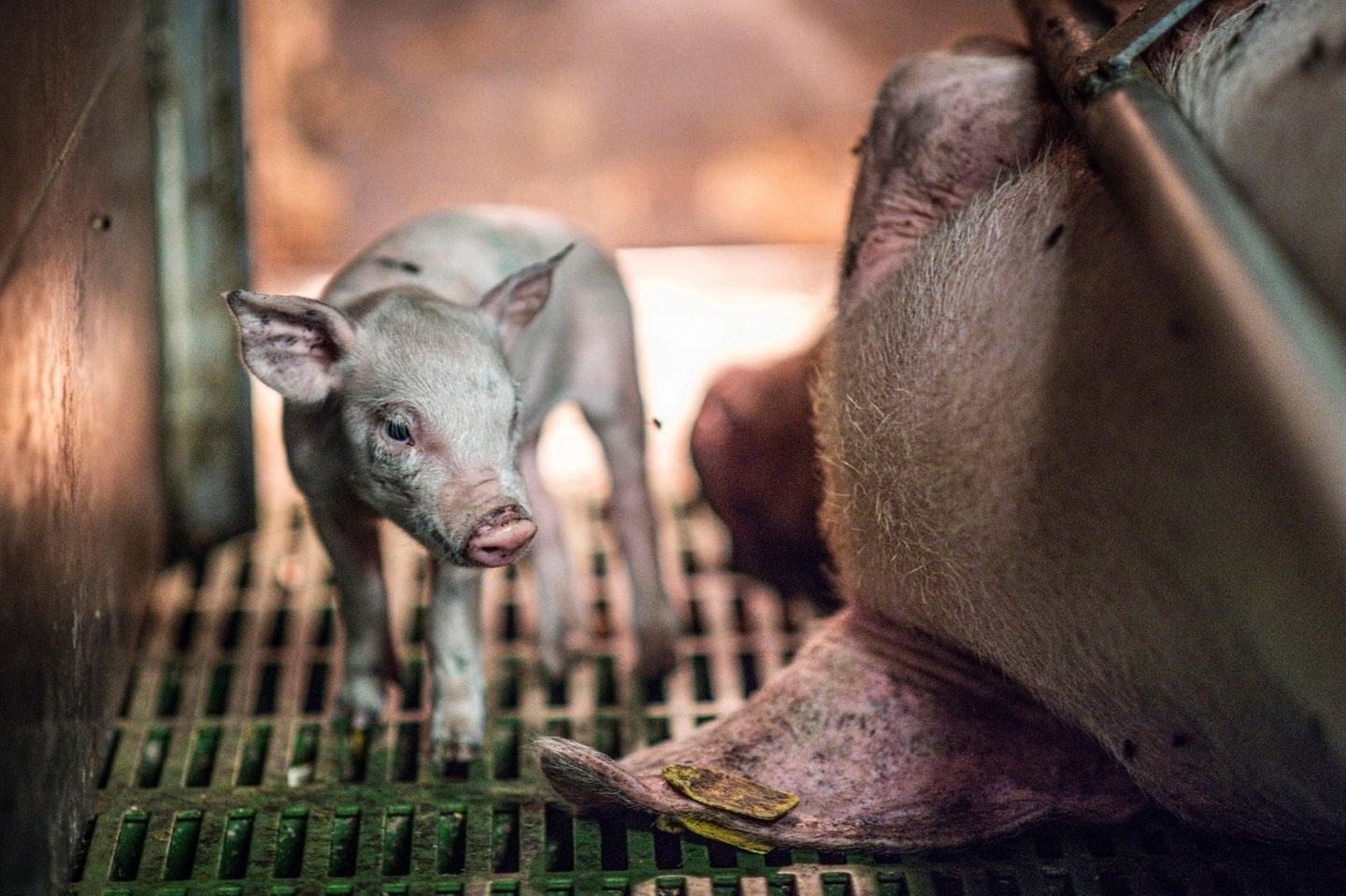 1. Platz: Familienbild aus der Massentierhaltung Ferkel und Sau