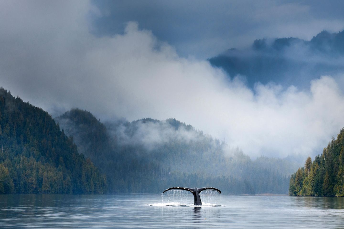 Buckewal-Flosse im Wasser in Kanada
