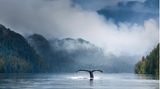 Buckewal-Flosse im Wasser in Kanada