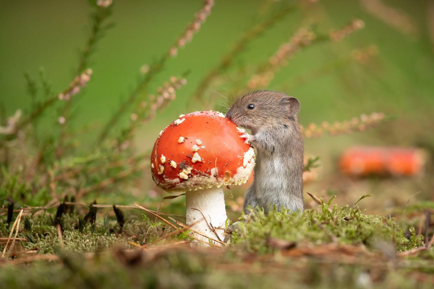 09.11.2021      "Glückspilz - Pilz des Jahres 2022 der Fliegenpilz"      Mehr Fotos von christoffers