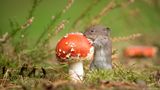 09.11.2021      "Glückspilz - Pilz des Jahres 2022 der Fliegenpilz"      Mehr Fotos von christoffers
