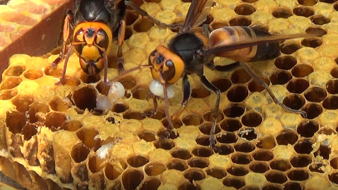 Riesenhornissen in einer Bienenwabe