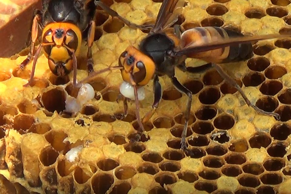 Riesenhornissen in einer Bienenwabe