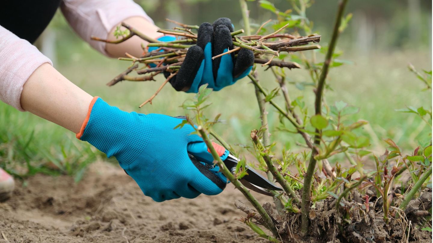 Stauden-Rückschnitt im Garten Stauden-Rückschnitt im Garten
