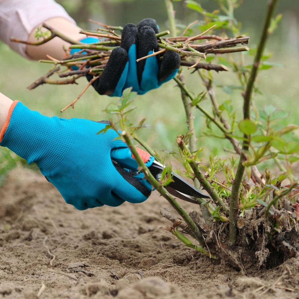 Stauden-Rückschnitt im Garten