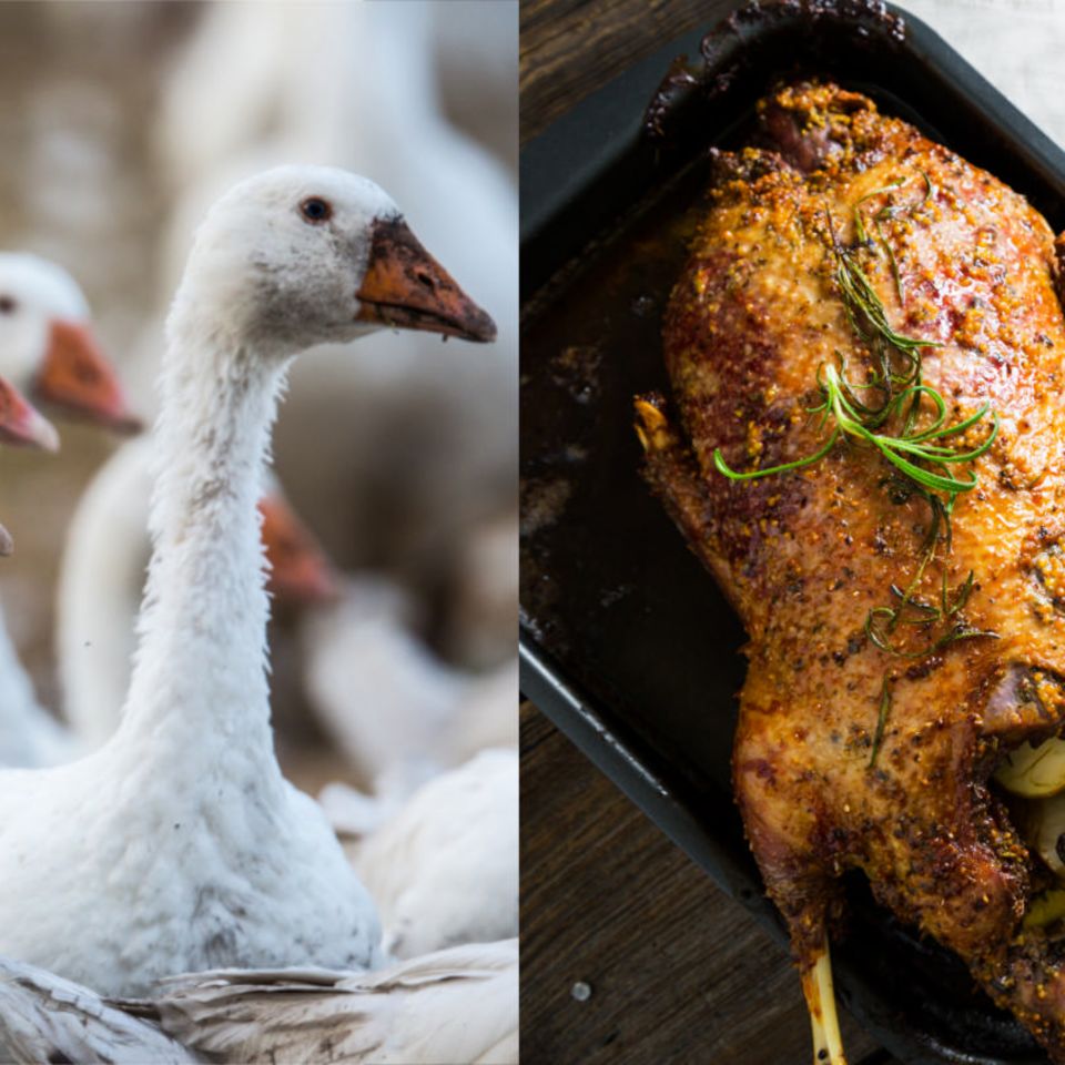Gänse und Weihnachtsbraten