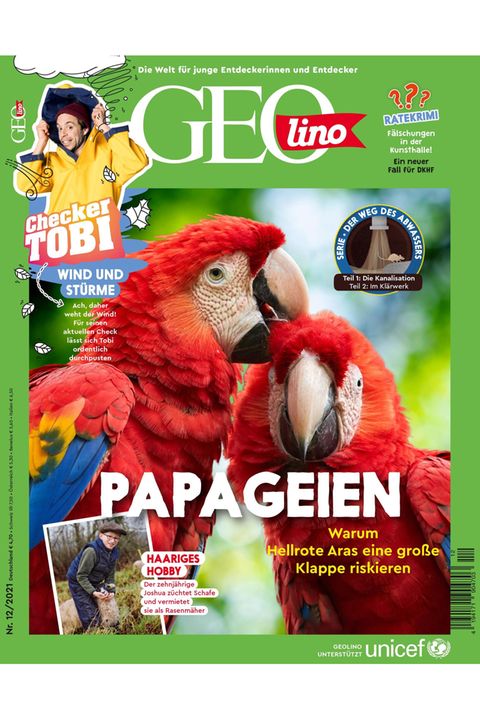 GEOlino Magazin: Papageien