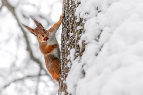 Eichhörnchen mit Frucht im Mund klettert bei Schnee am Baum hoch