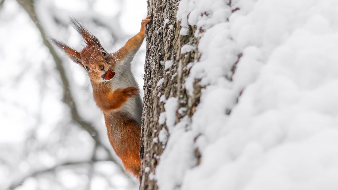 Eichhörnchen mit Frucht im Mund klettert bei Schnee am Baum hoch