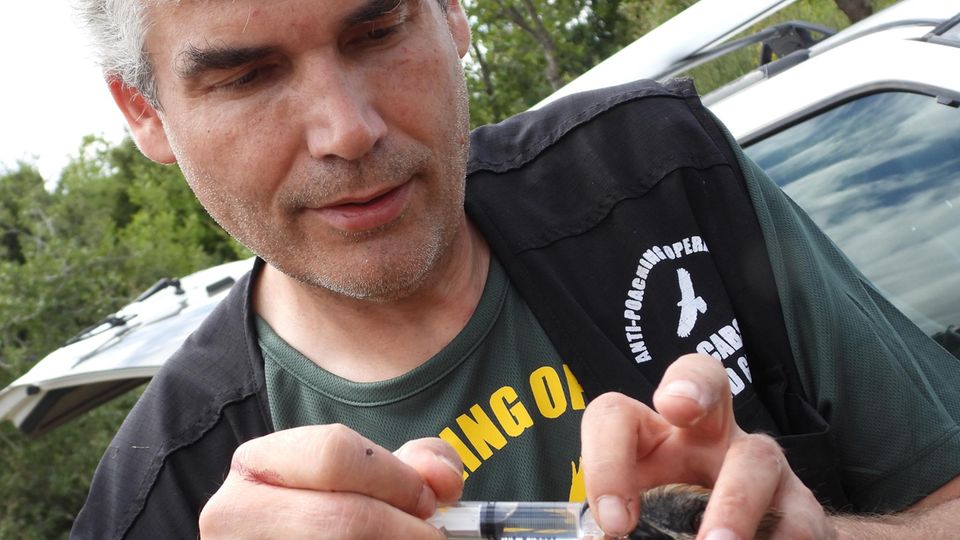Interview: Axel Hirschfeld ist Vogelschützer und Pressesprecher vom Komitee gegen den Vogelmord e.V. Hier versorgt er eine Rohrweihe Axel Hirschfeld ist Vogelschützer und Pressesprecher vom Komitee gegen den Vogelmord e.V. Hier versorgt er eine Rohrweihe
