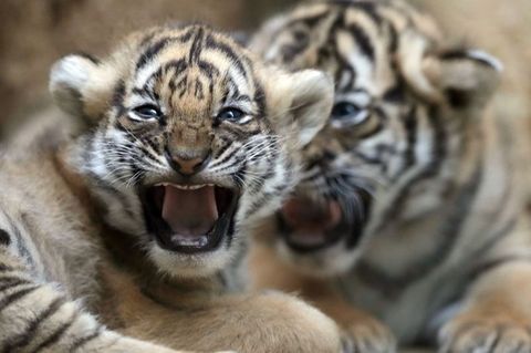 Seltene malaysische Tigerbabys