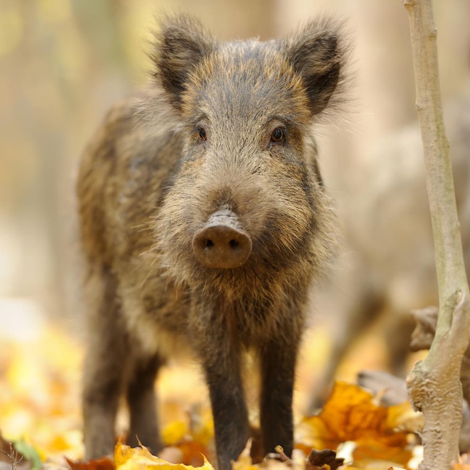 Wildschweine sind intelligent: Schon Frischlinge sind neugierig und lernfähig