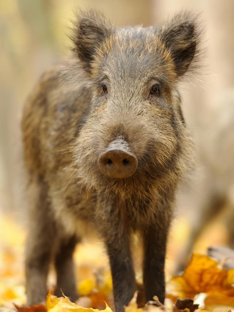 Wildschweine sind intelligent: Schon Frischlinge sind neugierig und lernfähig