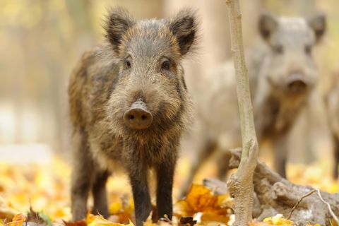 Wildschweine sind intelligent: Schon Frischlinge sind neugierig und lernfähig
