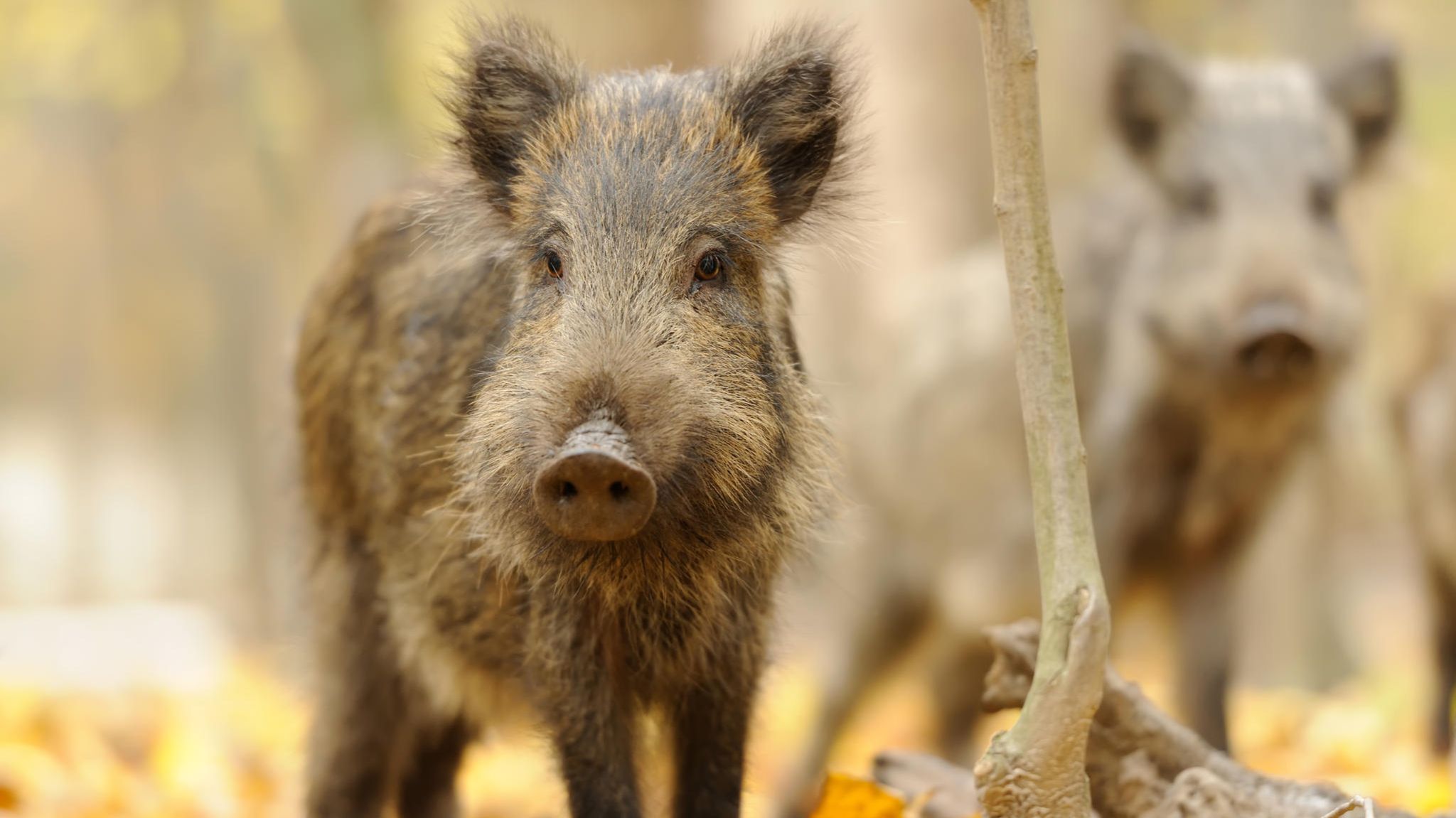 Wildschweine sind intelligent: Schon Frischlinge sind neugierig und lernfähig