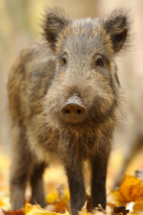 Wildschweine sind intelligent: Schon Frischlinge sind neugierig und lernfähig