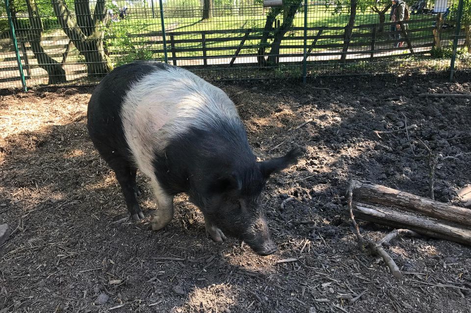 Schwein im Streichelzoo im Südpark