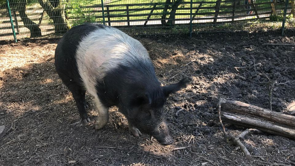 Schwein im Streichelzoo im Südpark
