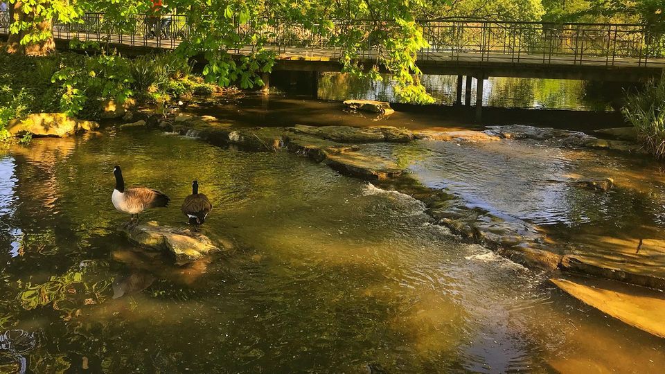 Gänse im Südpark