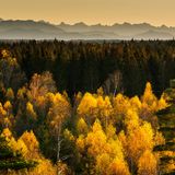 Blick auf den Perlacher Forst München