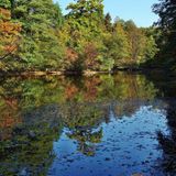 Jakobiiher im Stadtwald Frankfurt am Main