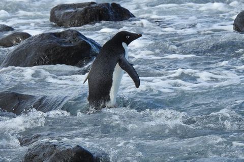 Pinguin aus der Antarktis schwimmt 3000 Kilometer nach Neuseeland