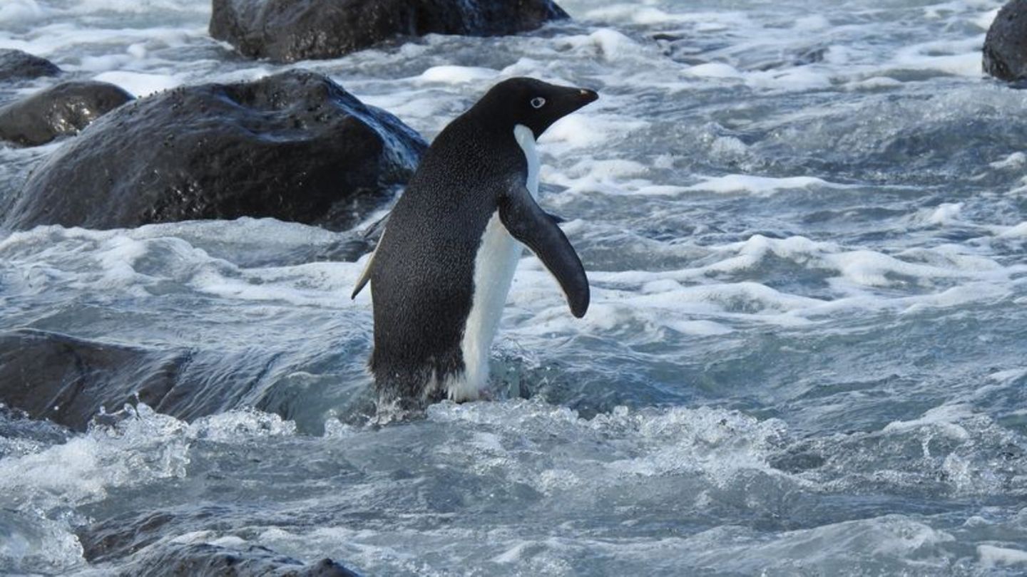 Pinguin aus der Antarktis schwimmt 3000 Kilometer nach Neuseeland