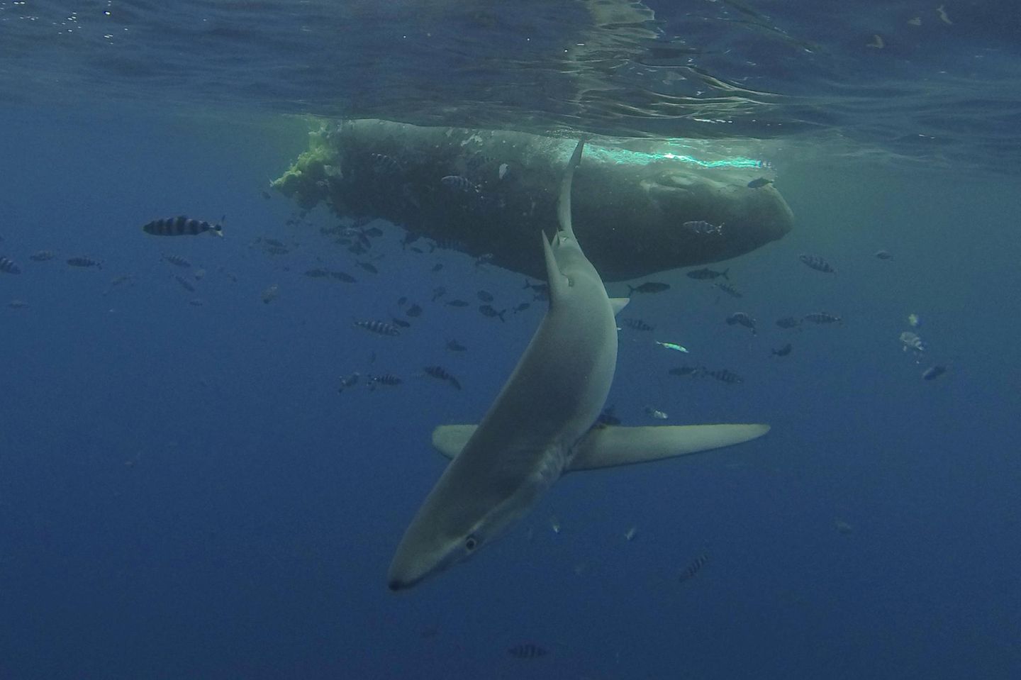 Kadaver eines vor La Gomera gefundenen, zweigeteilten Pottwals, mit Hai
