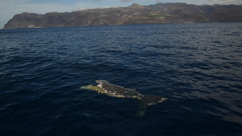 Kadaver eines zweigeteilten Pottwals vor La Gomera