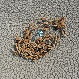 Bangladesch: Schafe suchen auf einem verdorrten Feld nach Trinkwasser