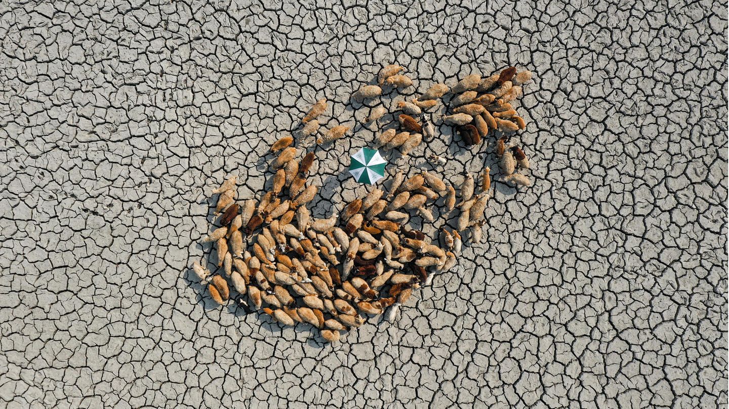 Bangladesch: Schafe suchen auf einem verdorrten Feld nach Trinkwasser