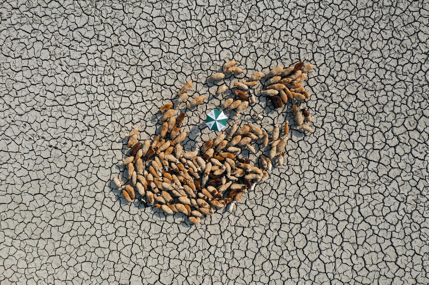 Bangladesch: Schafe suchen auf einem verdorrten Feld nach Trinkwasser