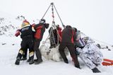 Archangelsk, Russland: Forscher wiegen einen betäubten Eisbären, um die Auswirkungen des Klimawandels zu verstehen