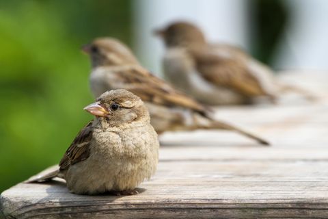 Die Bestände des Haussperlings sind in den vergangenen 40 Jahren in der EU um die Hälfte geschrumpft