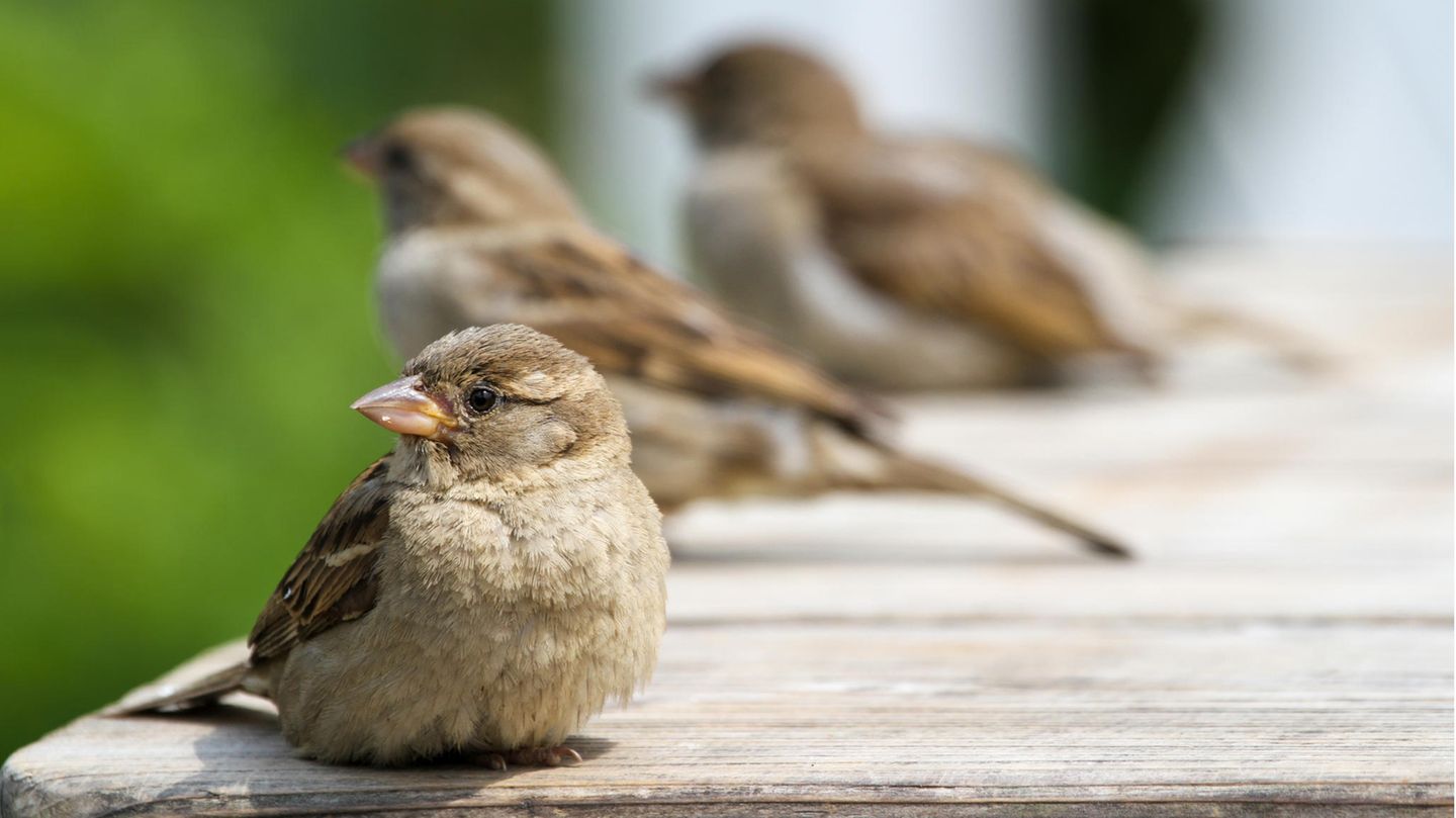 Die Bestände des Haussperlings sind in den vergangenen 40 Jahren in der EU um die Hälfte geschrumpft