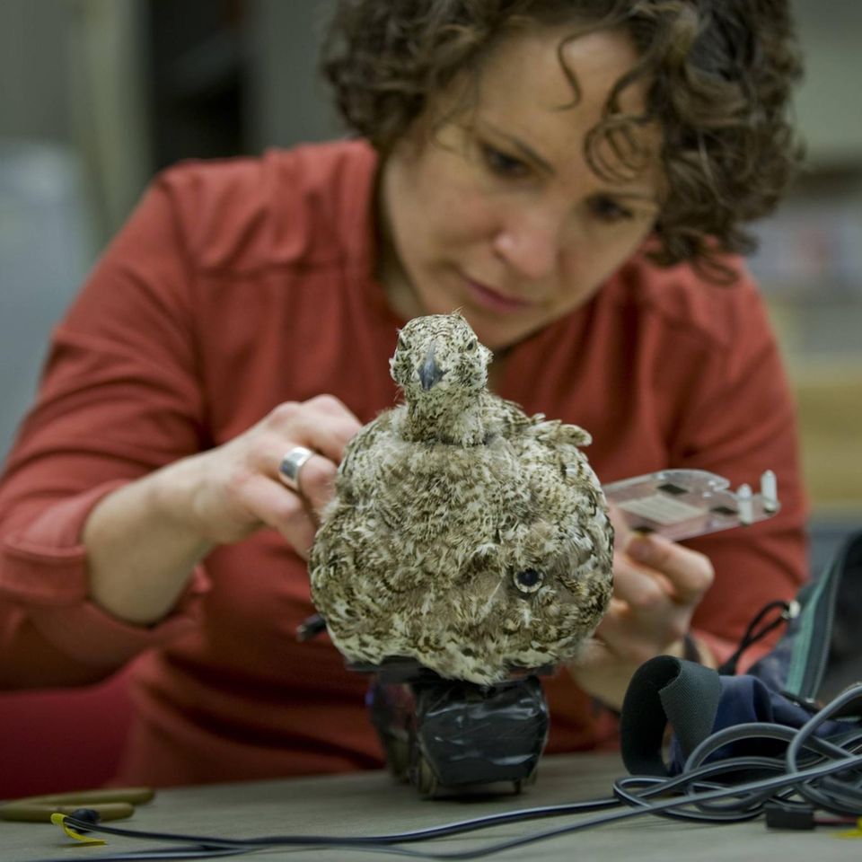 Ethorobotik : Artgenosse Roboter: Verhaltensforschung mit künstlichen Wesen verrät, wie Tiere ticken Ethorobotik : Artgenosse Roboter: Verhaltensforschung mit künstlichen Wesen verrät, wie Tiere ticken