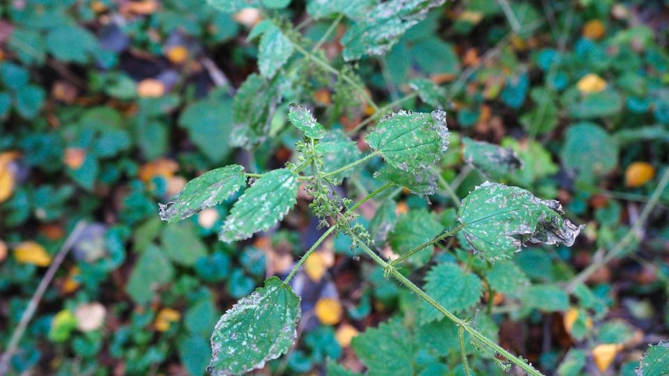 Brennnessel im Wald Brennnessel im Wald