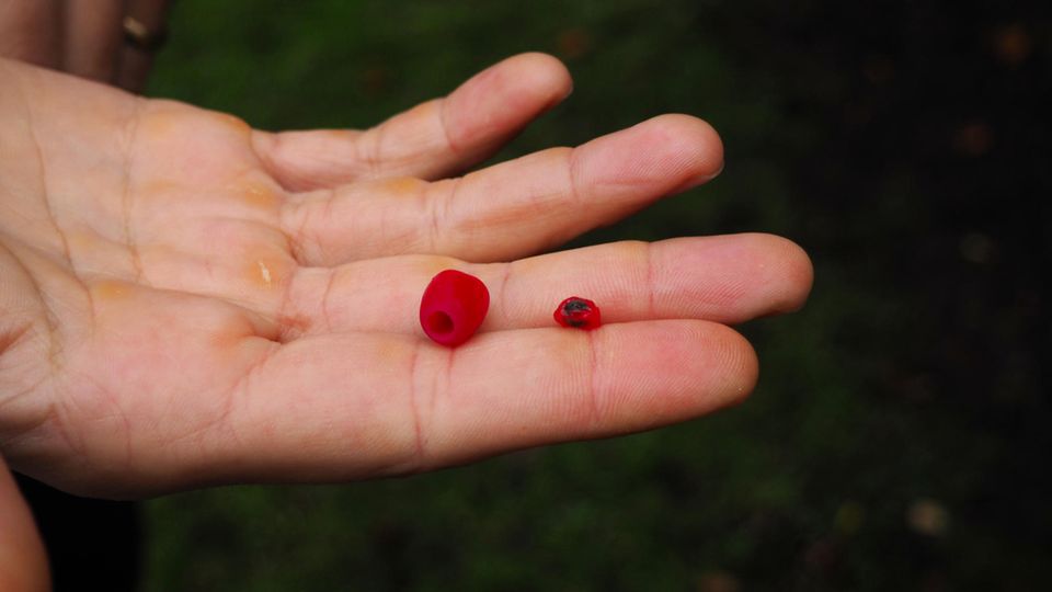 Frucht und Kern einer Beere der EIbe liegen auf einer Hand Frucht und Kern einer Beere der EIbe liegen auf einer Hand