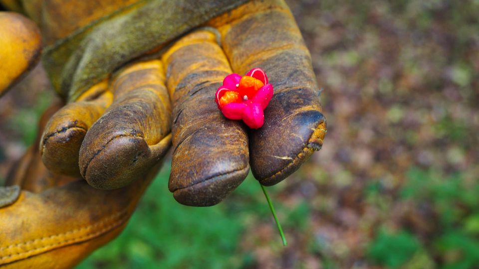Pfaffenhüttchen in einer hand mit Handschuh Pfaffenhüttchen in einer hand mit Handschuh