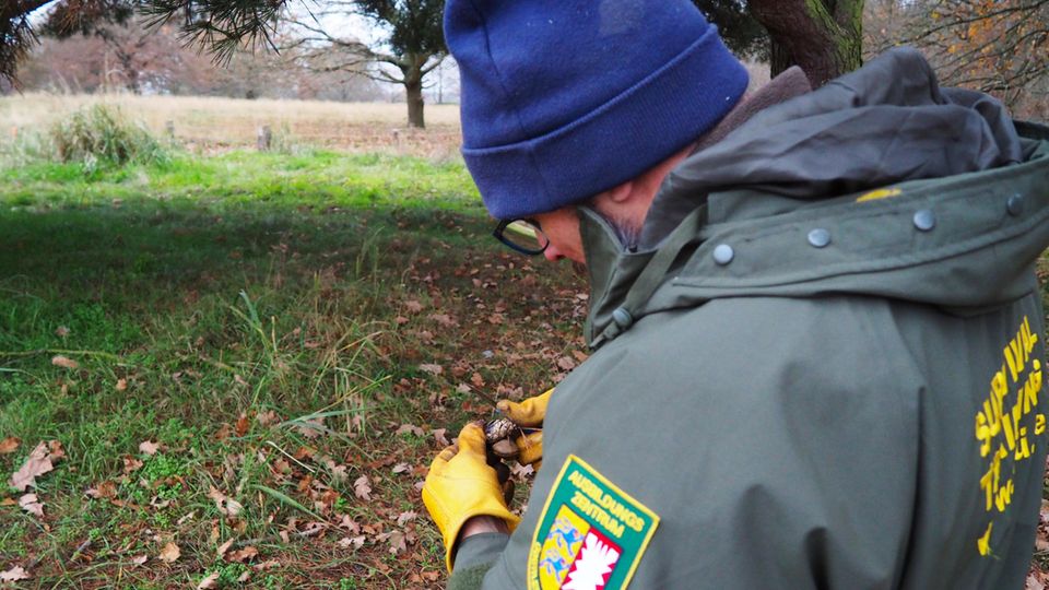 Falk Breune hält einer Kiefernzapfen in der Hand Falk Breune hält einer Kiefernzapfen in der Hand