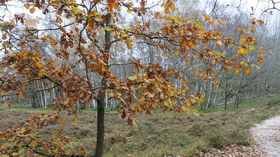 Eiche in den Boberger Niederungen Eiche in den Boberger Niederungen