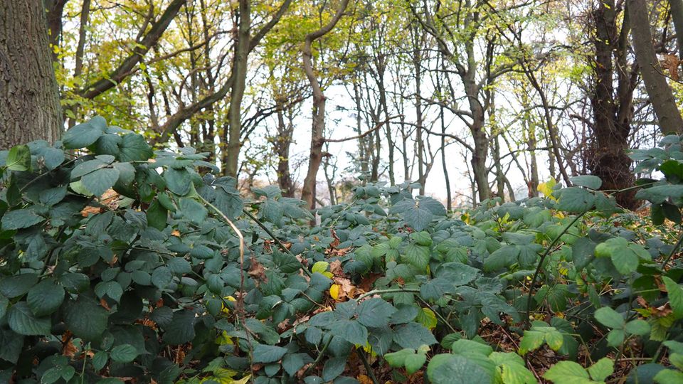 Brombeeren im Wald Brombeeren im Wald
