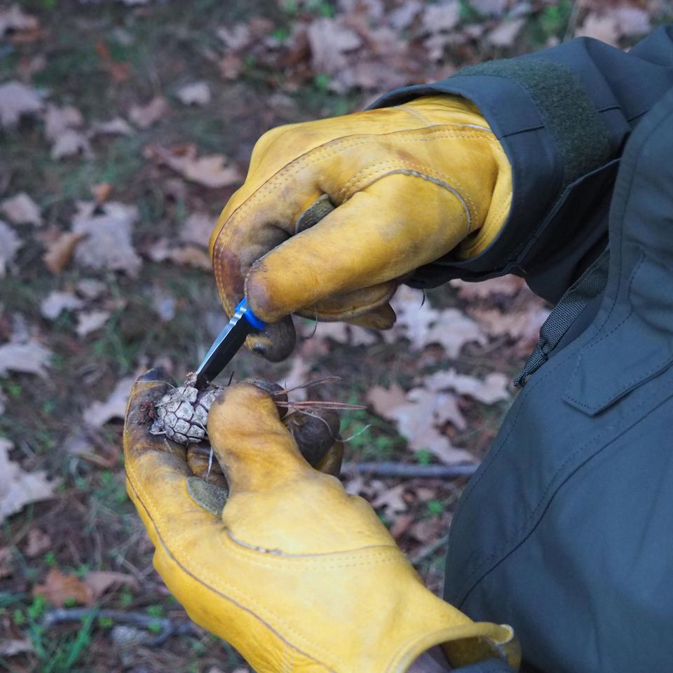 Falk Brune hält eine Kiefern in der Hand