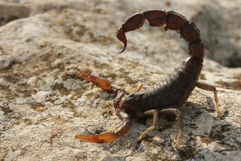 Skorpione der Art Androctonus crassicauda gehören zu den giftigsten der Welt