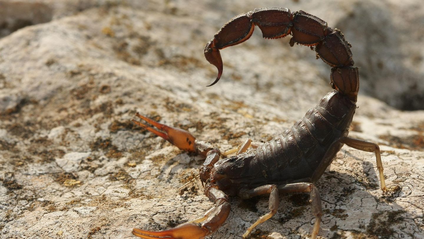 Skorpione der Art Androctonus crassicauda gehören zu den giftigsten der Welt