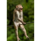 Als Gesamtsieger des diesjährigen Wettbewerbs hat die Jury Ken Jensen, einen begeisterten Amateurfotografen aus Blackburn, ausgezeichnet. Der Ausdruck des Affen auf einem Stahlträger einer Brücke im chinesischen Yunnan spiegle in Wirklichkeit Aggressionen wider, berichtet der Fotograf. In der Position und dem Moment der Aufnahme allerdings passt der kurze Name, den Jensen seiner Aufnahme gegeben hat: "Ouch!"