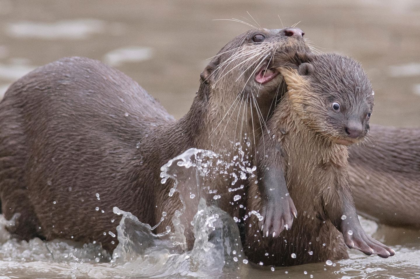 Schwimmunterricht im Reich der Otter? Mit dieser Aufnahme konnte Chee Kee Teo den "CREATURES UNDER THE WATER AWARD" für sich entscheiden